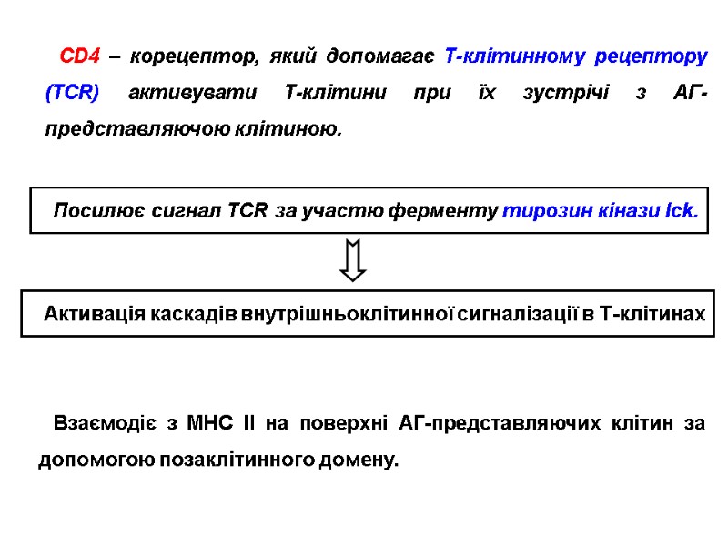 CD4 – корецептор, який допомагає Т-клітинному рецептору (TCR) активувати Т-клітини при їх зустрічі з